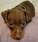 Lola