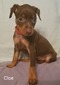 Cloe